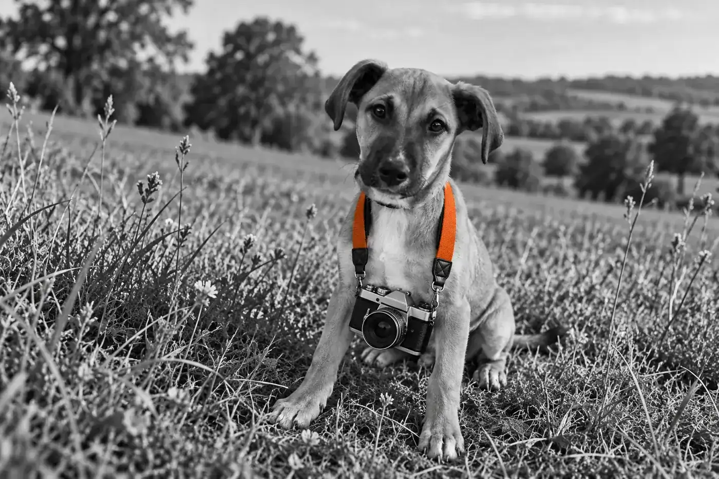 Chiot noir et blanc assis dans l’herbe face à l’objectif, un vieil appareil photo suspendu à une sangle orange autour du cou